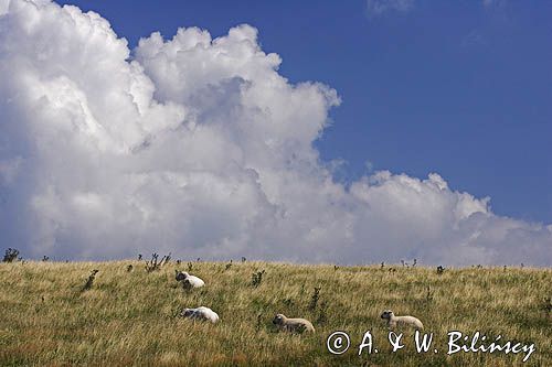owce na pastwisku, wyspa Hiddensee, Mecklenburg-Vorpommern, Bałtyk, Niemcy