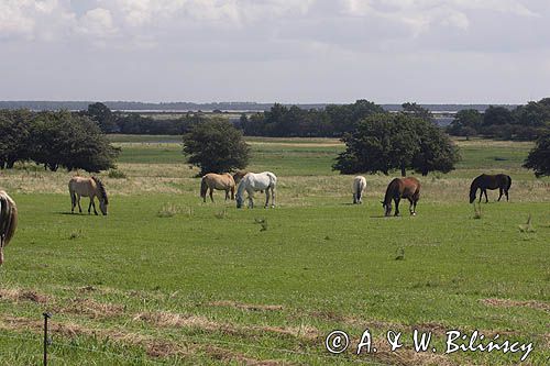 konie na pastwisku na wyspie Hiddensee, Mecklenburg-Vorpommern, Niemcy