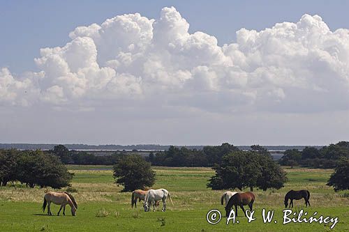 konie na pastwisku na wyspie Hiddensee, Mecklenburg-Vorpommern, Niemcy