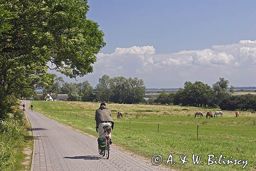 ścieżka rowerowa, wyspa Hiddensee, Mecklenburg-Vorpommern, Bałtyk, Niemcy