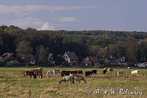 konie pasące się koło Kloster, wyspa Hiddensee, Mecklenburg-Vorpommern, Bałtyk, Niemcy