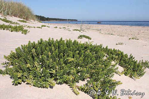 wyspa Hiuma, Hiiumaa, piaszczysta plaża w Lehtma, Estonia, honkenia piaskowa, Honckenya peploides Hiiumaa Island, sandy beach near Lehtma, Estonia, Sea Sandwort
