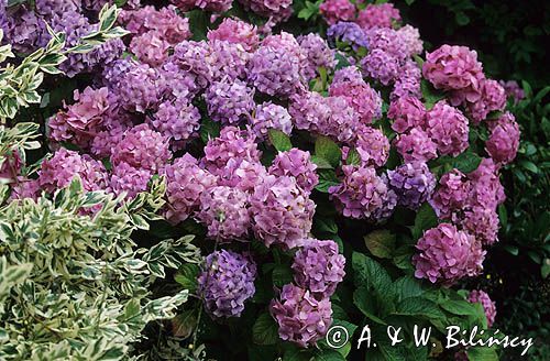 hortensja Hydrangea