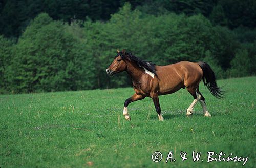 konik huculski w Bieszczadach, stadnina koni huculskich Tabun w Polanie, ogier Jasmon