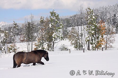 hucuł Wir , Bieszczady