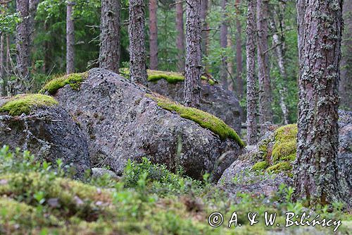 Las, Iso Vartholmai, Finlandia, Archipelag Turku