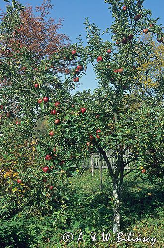 owocująca jabłoń w sadzie