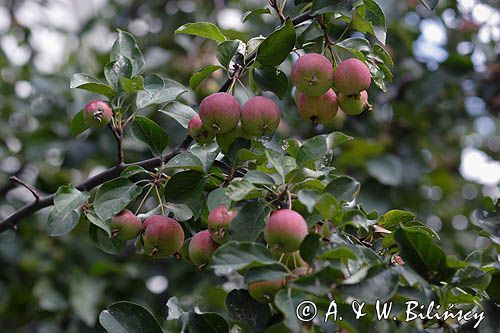 jabłka na jabłoni