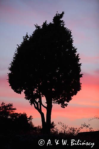 Jałowiec pospolity, Juniperus communis, Zatoka Paradisbukta na wyspie Haoya, H&#229;&#248;ya, Południowa Norwegia, Skagerrak