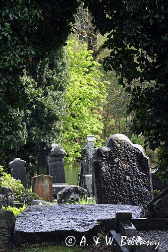 cmentarz w Jamestown nad rzeką Shannon, rejon Górnej Shannon, Irlandia