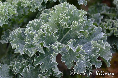 Jarmuż, kapusta liściasta Brassica oleracea var. acephala) - pododmiana botaniczna kapusty bezgłowej subvar. laciniata) .