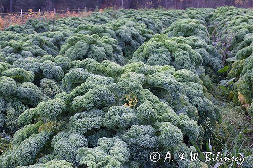 Jarmuż, kapusta liściasta Brassica oleracea var. acephala) - pododmiana botaniczna kapusty bezgłowej subvar. laciniata) .