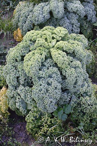 Jarmuż, kapusta liściasta Brassica oleracea var. acephala) - pododmiana botaniczna kapusty bezgłowej subvar. laciniata) .