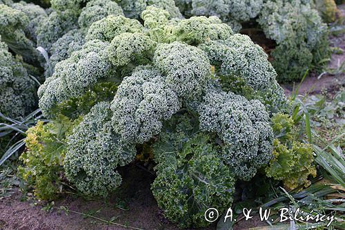 Jarmuż, kapusta liściasta Brassica oleracea var. acephala) - pododmiana botaniczna kapusty bezgłowej subvar. laciniata) .