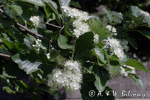 jarząb szwedzki Sorbus intermedia liście i kwiaty