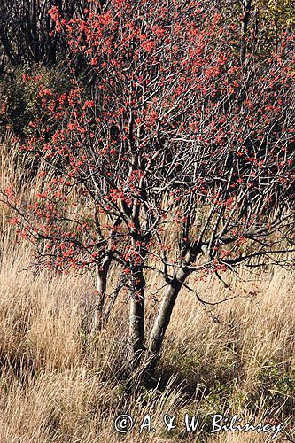 jarzębina - jarząb pospolity Sorbus aucuparia, owoce