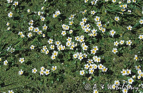 Włosienicznik wodny = jaskier wodny Ranunculus aquatilis = Batrachium aquatile i rzęsa wodna