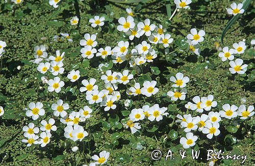 Włosienicznik wodny = jaskier wodny Ranunculus aquatilis = Batrachium aquatile i rzęsa wodna