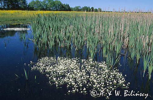 Włosienicznik wodny = jaskier wodny Ranunculus aquatilis = Batrachium aquatile i rzęsa wodna