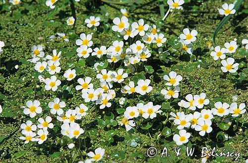 Włosienicznik wodny = jaskier wodny Ranunculus aquatilis = Batrachium aquatile i rzęsa wodna