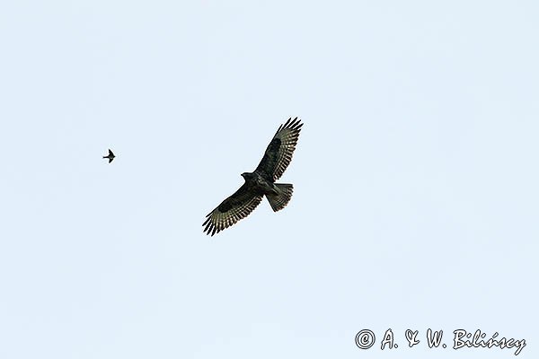 Myszołów, Buteo buteo i jaskółka