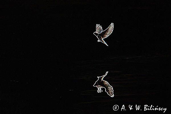 Jaskółka dymówka, Hirundo rustica, Mariager Fjord, Dania