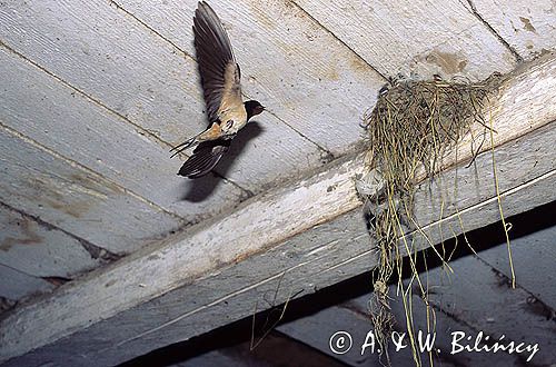 jaskółki dymówki gniazdo Hirundo rustica)