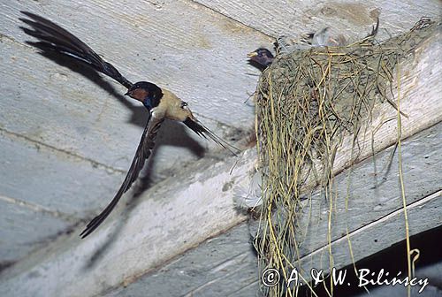 jaskółki dymówki - gniazdo, Hirundo rustica