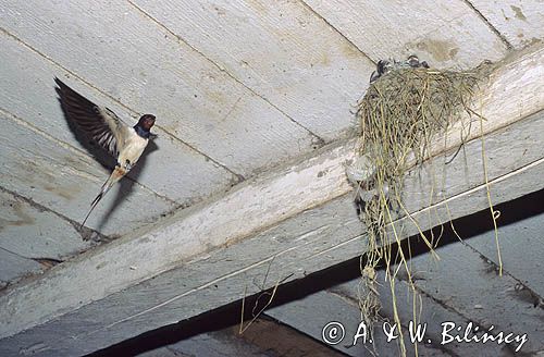 jaskółki dymówki - gniazdo, Hirundo rustica