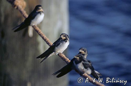 Młode jaskółki dymówki Hirundo rustica)