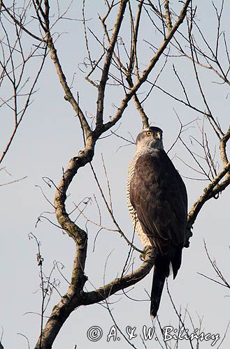 jastrząb, Accipiter gentilis