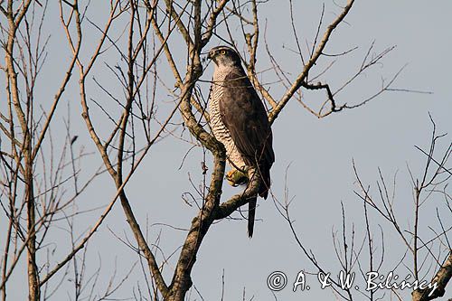 jastrząb, Accipiter gentilis