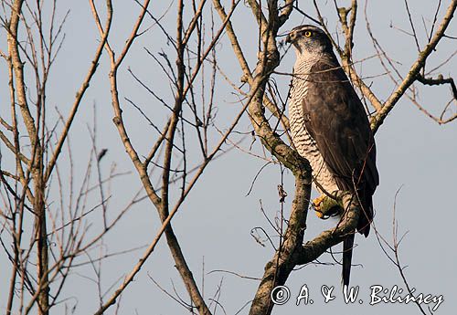 jastrząb, Accipiter gentilis