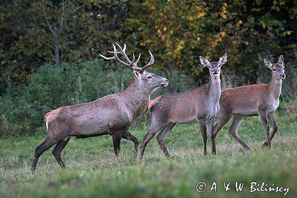 jeleń szlachetny, europejski, Cervus elaphus elaphus jeleń karpacki, rykowisko, Bieszczady, byk i łanie