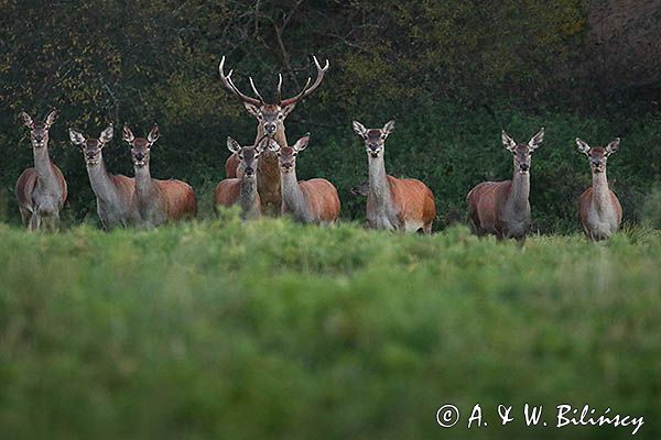 jeleń szlachetny, europejski, Cervus elaphus elaphus jeleń karpacki, rykowisko, Bieszczady, byk i łanie