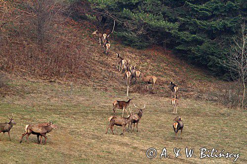 jeleń szlachetny, europejski, Cervus elaphus elaphus jeleń karpacki,Bieszczady