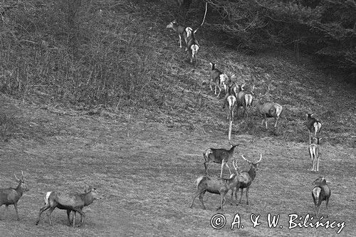 jeleń szlachetny, europejski, Cervus elaphus elaphus jeleń karpacki,Bieszczady