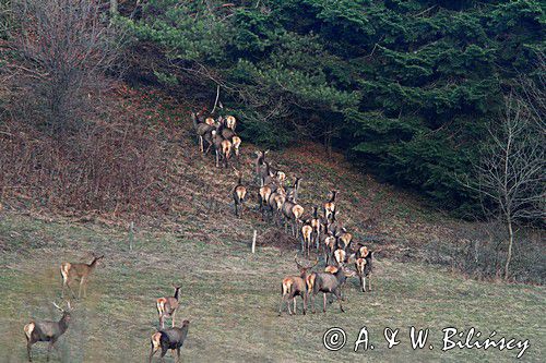 jeleń szlachetny, europejski, Cervus elaphus elaphus jeleń karpacki,Bieszczady