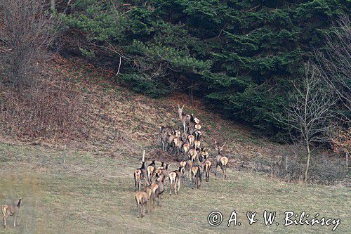 jeleń szlachetny, europejski, Cervus elaphus elaphus jeleń karpacki,Bieszczady