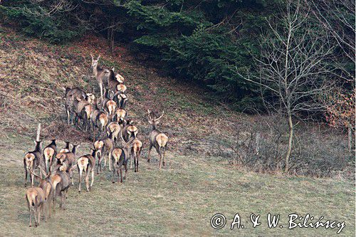 jeleń szlachetny, europejski, Cervus elaphus elaphus jeleń karpacki,Bieszczady