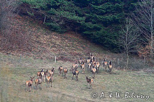 jeleń szlachetny, europejski, Cervus elaphus elaphus jeleń karpacki,Bieszczady