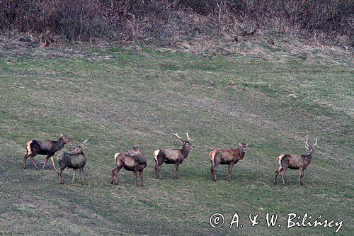 jeleń szlachetny, europejski, Cervus elaphus elaphus jeleń karpacki,Bieszczady