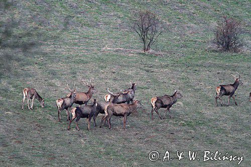 jeleń szlachetny, europejski, Cervus elaphus elaphus jeleń karpacki,Bieszczady