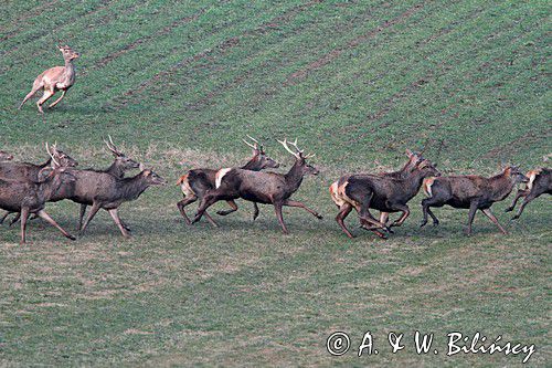 jeleń szlachetny, europejski, Cervus elaphus elaphus jeleń karpacki,Bieszczady