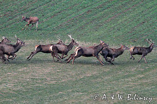 jeleń szlachetny, europejski, Cervus elaphus elaphus jeleń karpacki,Bieszczady