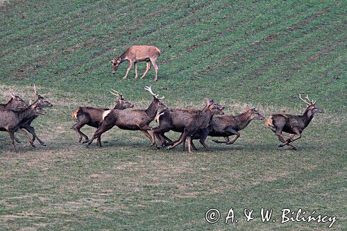 jeleń szlachetny, europejski, Cervus elaphus elaphus jeleń karpacki,Bieszczady