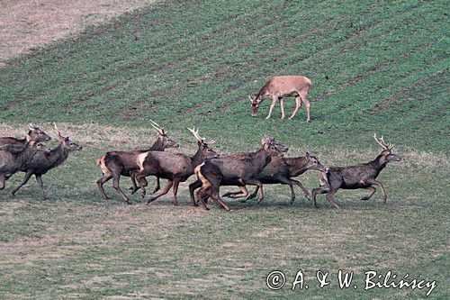 jeleń szlachetny, europejski, Cervus elaphus elaphus jeleń karpacki,Bieszczady