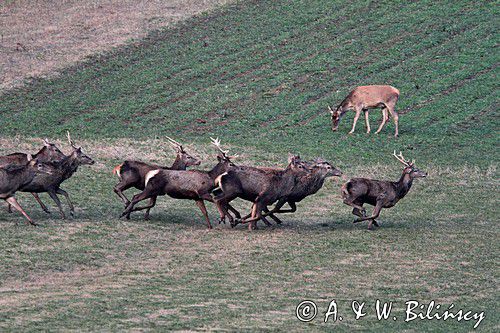 jeleń szlachetny, europejski, Cervus elaphus elaphus jeleń karpacki,Bieszczady