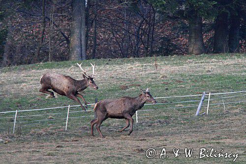 jeleń szlachetny, europejski, Cervus elaphus elaphus jeleń karpacki,Bieszczady