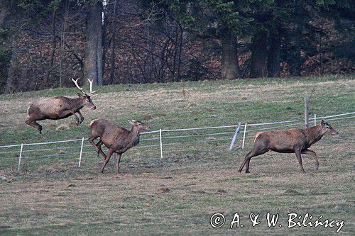 jeleń szlachetny, europejski, Cervus elaphus elaphus jeleń karpacki,Bieszczady